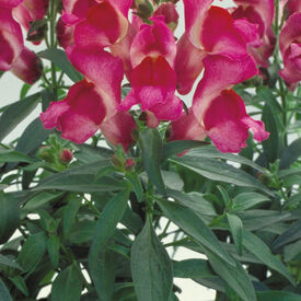 Fuchsia  Floral Showers, (F1) Snapdragon Seeds